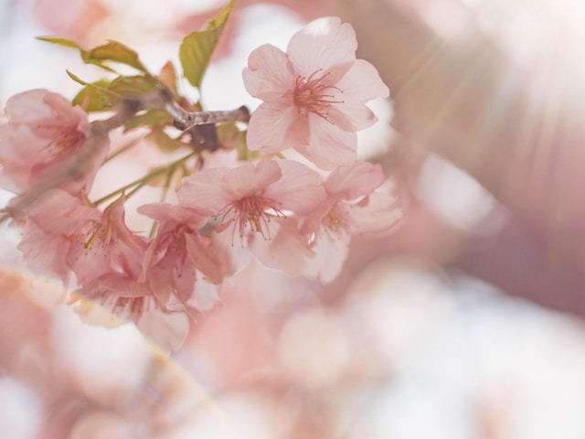 Primavera: come viverla in armonia con la natura