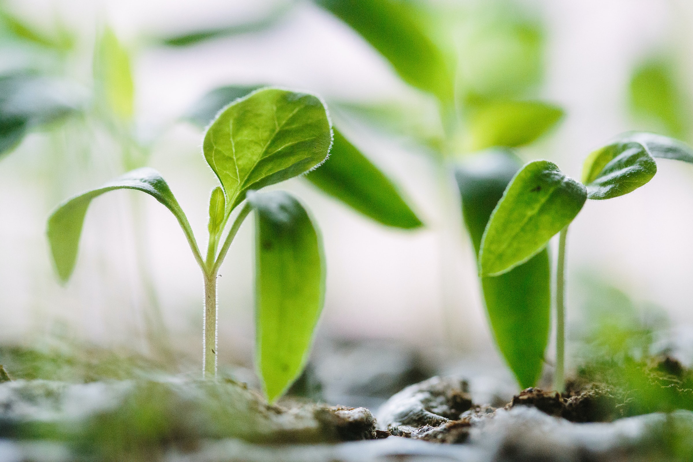 L'importanza della prevenzione: come farla prendendoti cura del tuo terreno